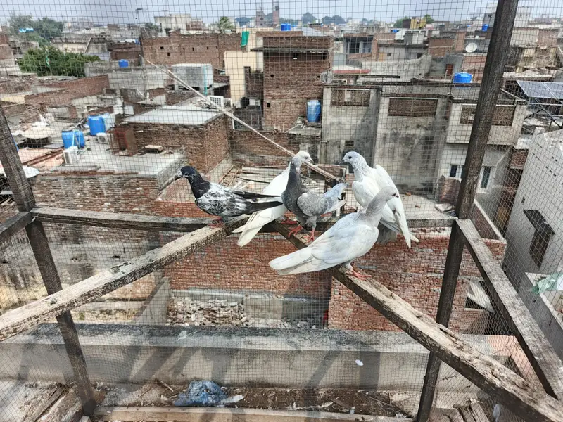 5 Bachy For sale — photo 2