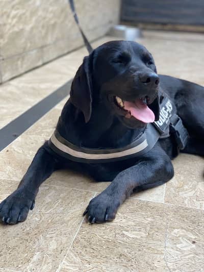 Labrador dog Orignal breed 110%