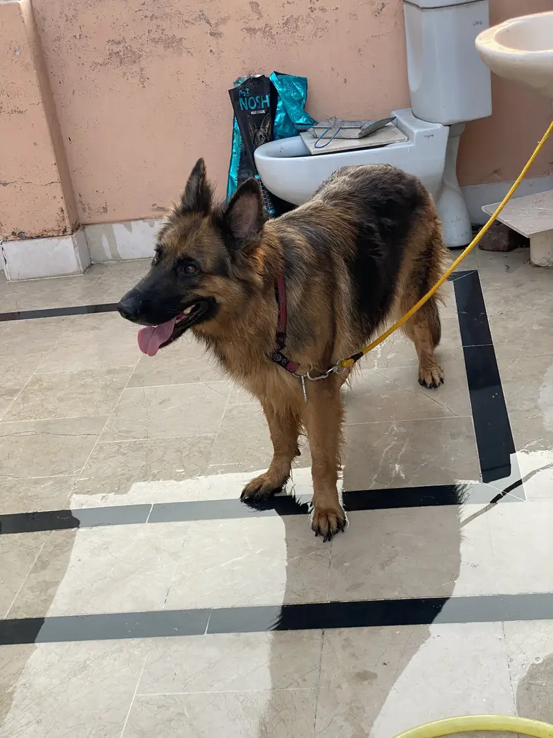 Labrador dog Orignal breed 110% — photo 2