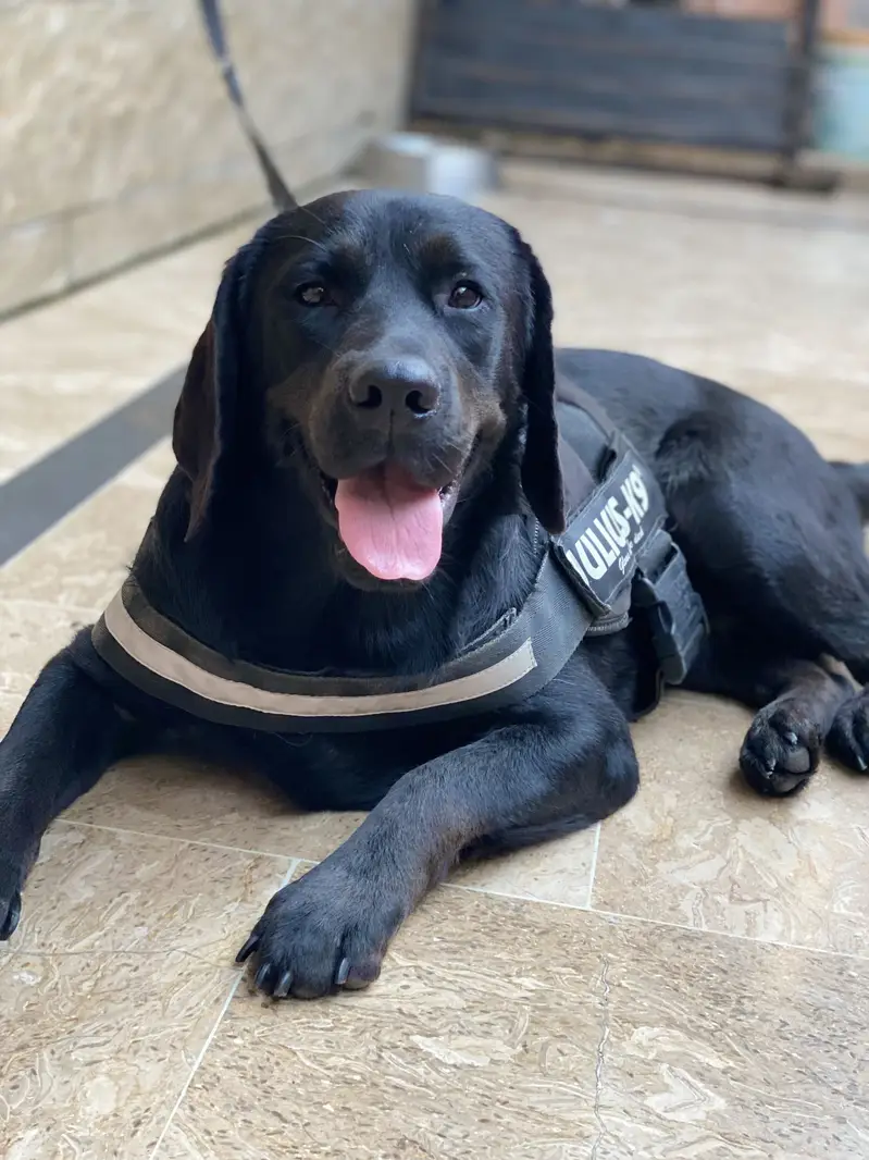 Labrador dog Orignal breed 110% — photo 3