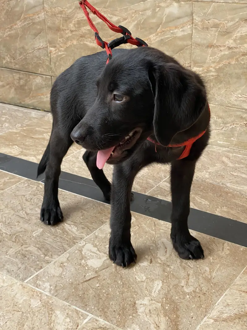 Labrador dog Orignal breed 110% — photo 4