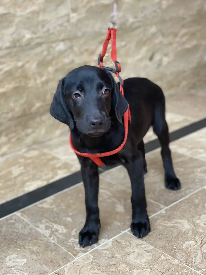 Labrador dog Orignal breed 110% — photo 5