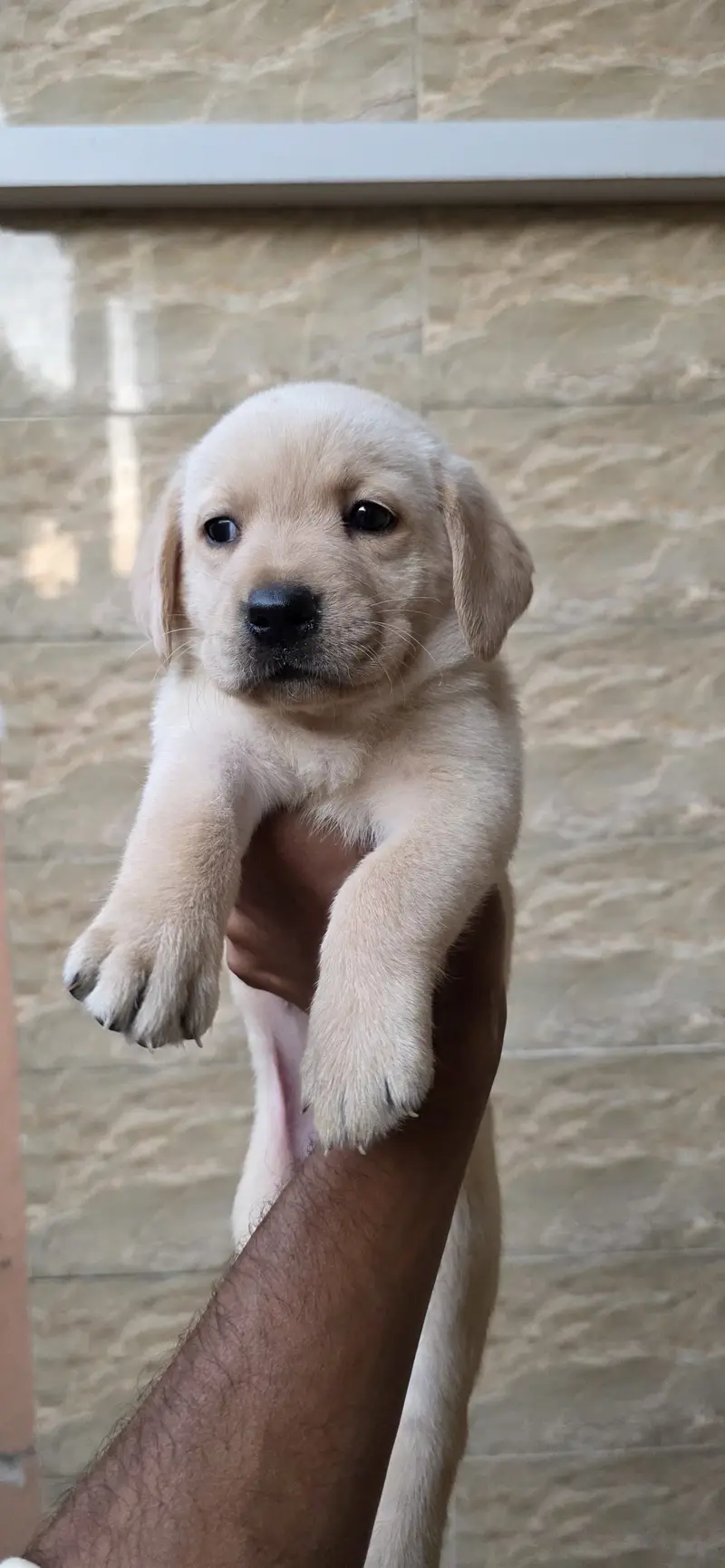Labrador dog Orignal breed 110% — photo 6
