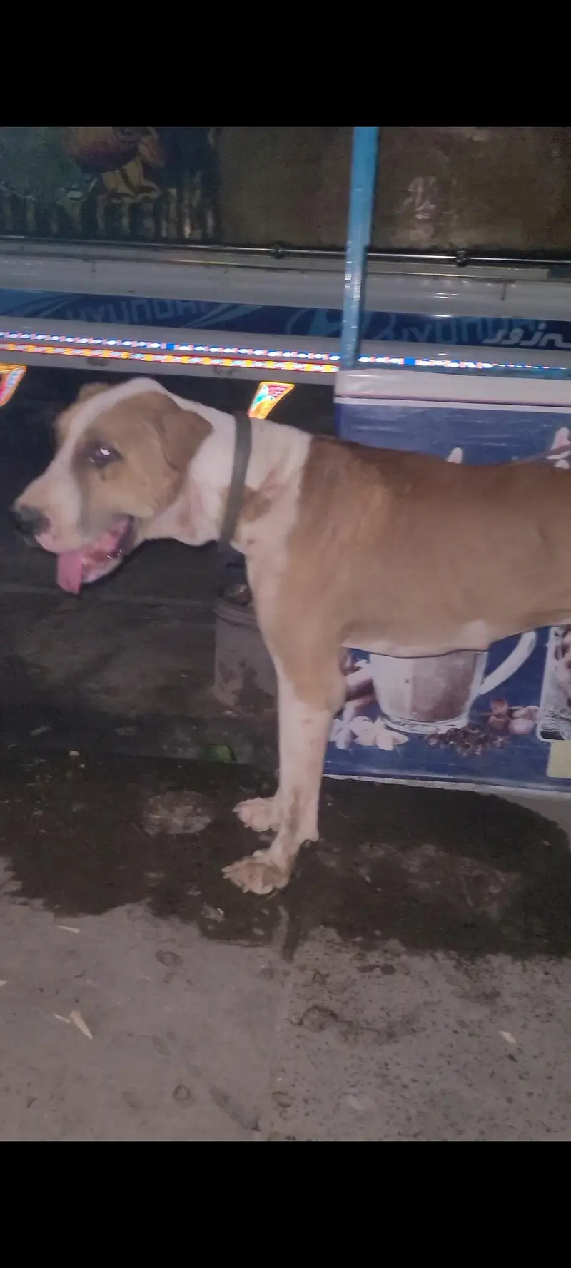 bully dogs — photo 2