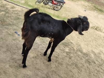 bakra 4 sale 03238510786