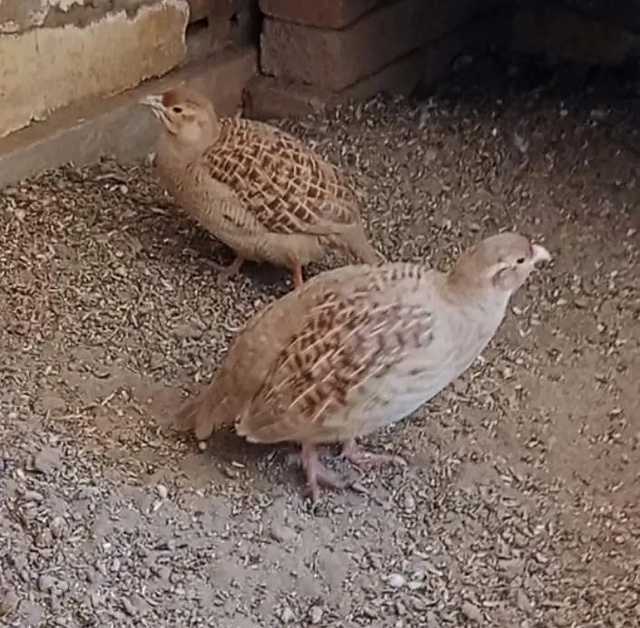 dakhni teetar — photo 3