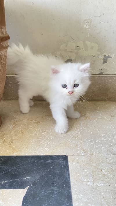 Persian cat blue eyes