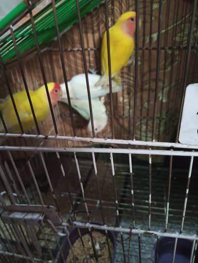 birds