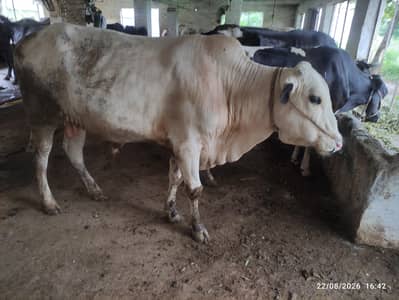 White Nukra Wacha for Sale