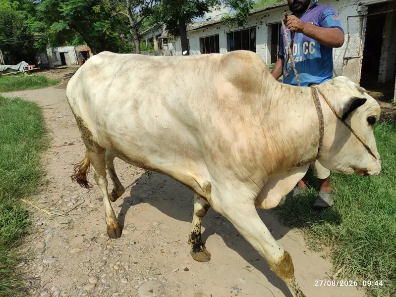 White Nukra Wacha for Sale — photo 2