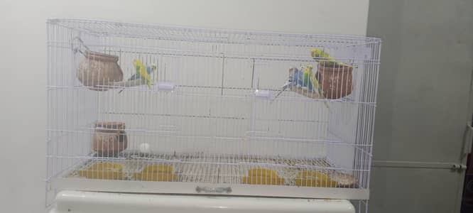 perrot cage  + 3breeder pair of pegion new cage final price 8000