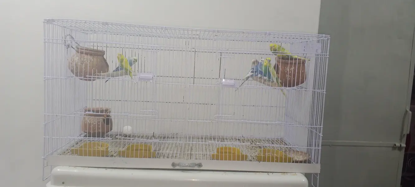 perrot cage  + 3breeder pair of pegion new cage final price 8000 — photo 2