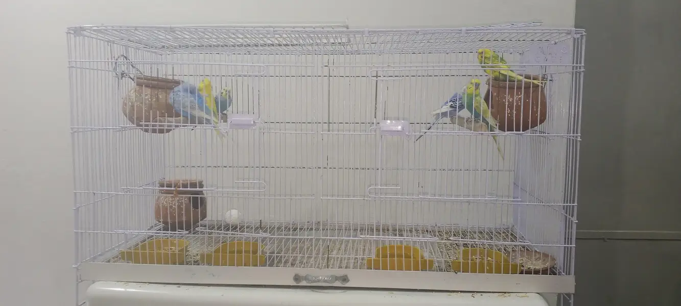 perrot cage  + 3breeder pair of pegion new cage final price 8000 — photo 3