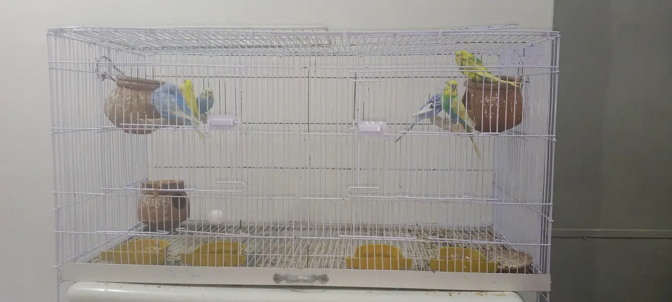 perrot cage  + 3breeder pair of pegion new cage final price 8000 — photo 4