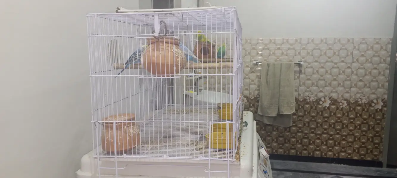 perrot cage  + 3breeder pair of pegion new cage final price 8000 — photo 5
