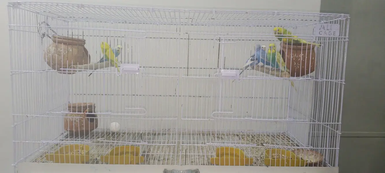 perrot cage  + 3breeder pair of pegion new cage final price 8000 — photo 6