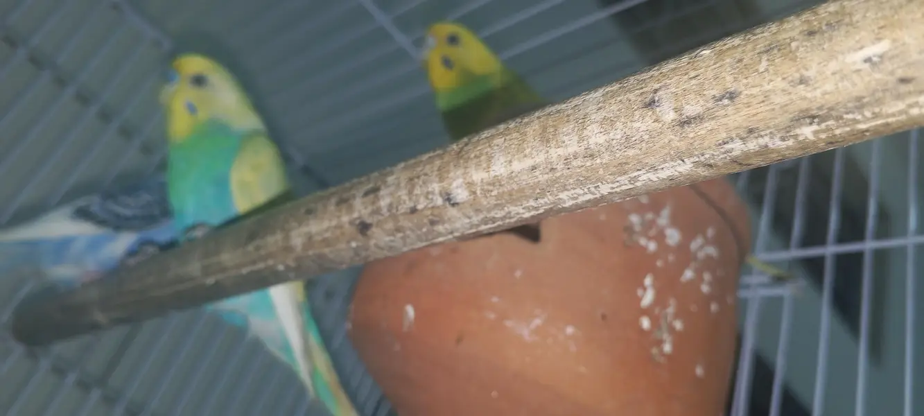 perrot cage  + 3breeder pair of pegion new cage final price 8000 — photo 7