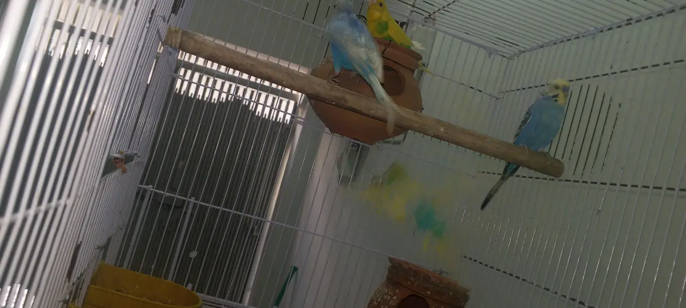 perrot cage  + 3breeder pair of pegion new cage final price 8000 — photo 8