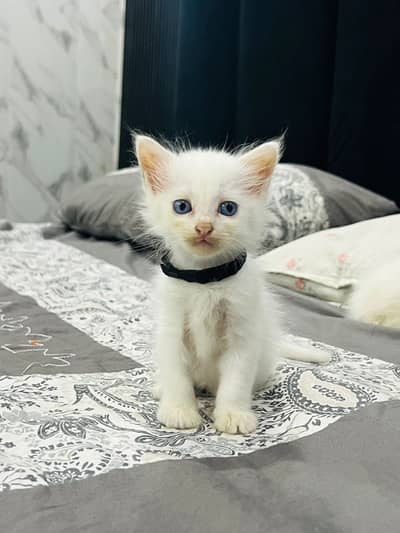 Persian cat blue eyes kitten for sale different qualities