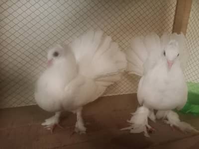 lakay pair