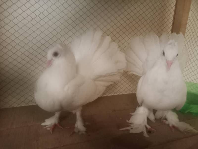 lakay pair 0