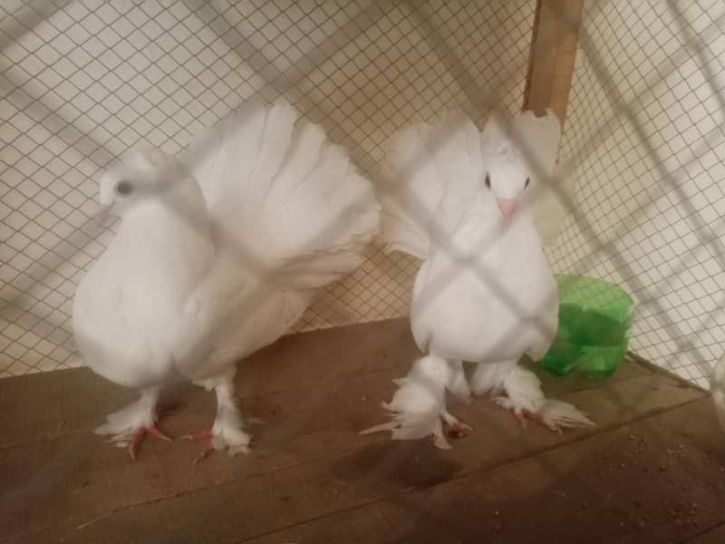 lakay pair 1