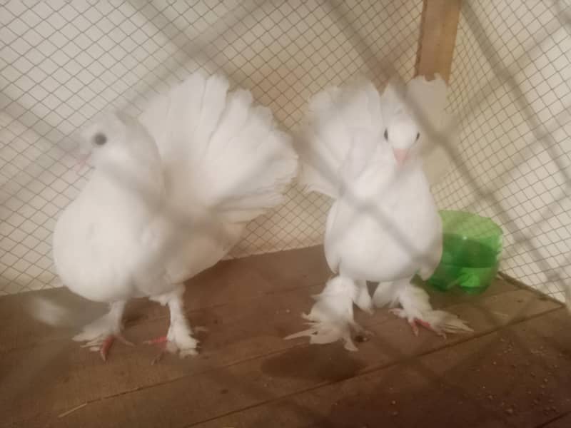 lakay pair 2