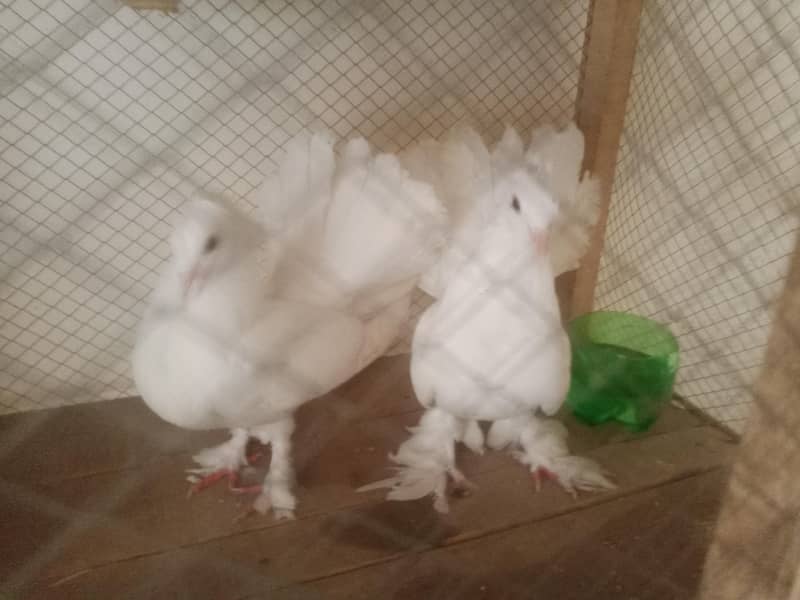 lakay pair 3