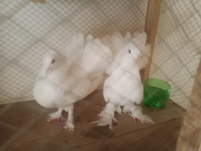 lakay pair — photo 4