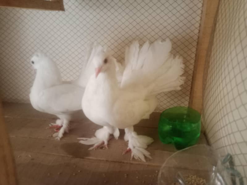 lakay pair 5
