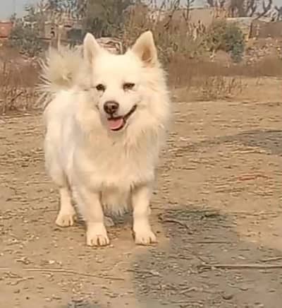 o siez Russian female dog for sale