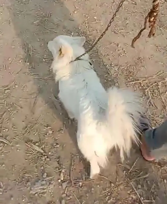 o siez Russian female dog for sale — photo 2