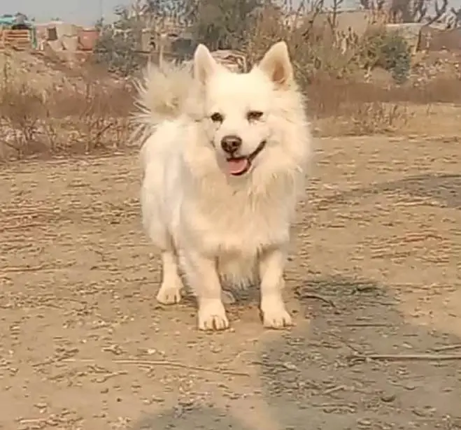 o siez Russian female dog for sale — photo 3