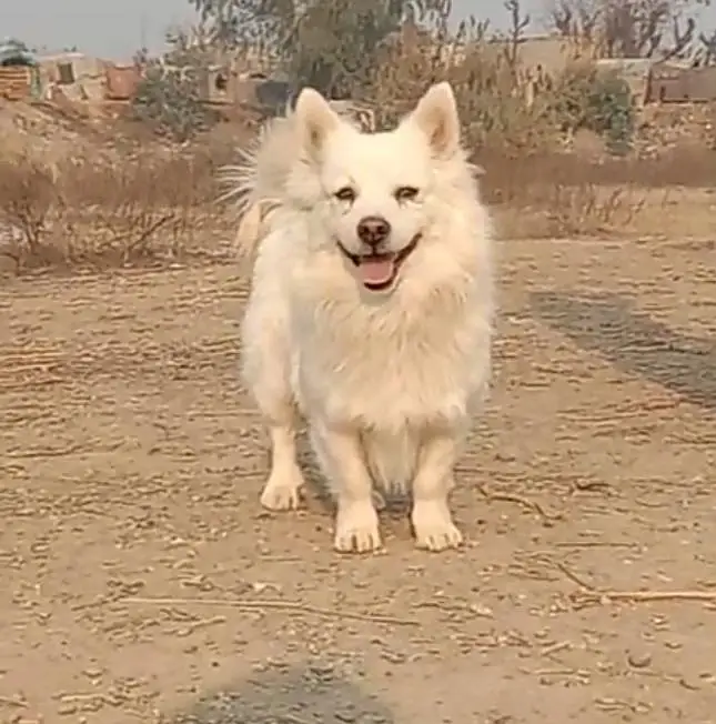 o siez Russian female dog for sale — photo 4