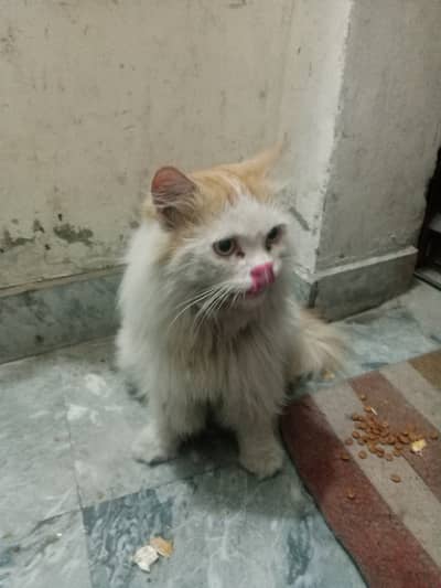 Female cat