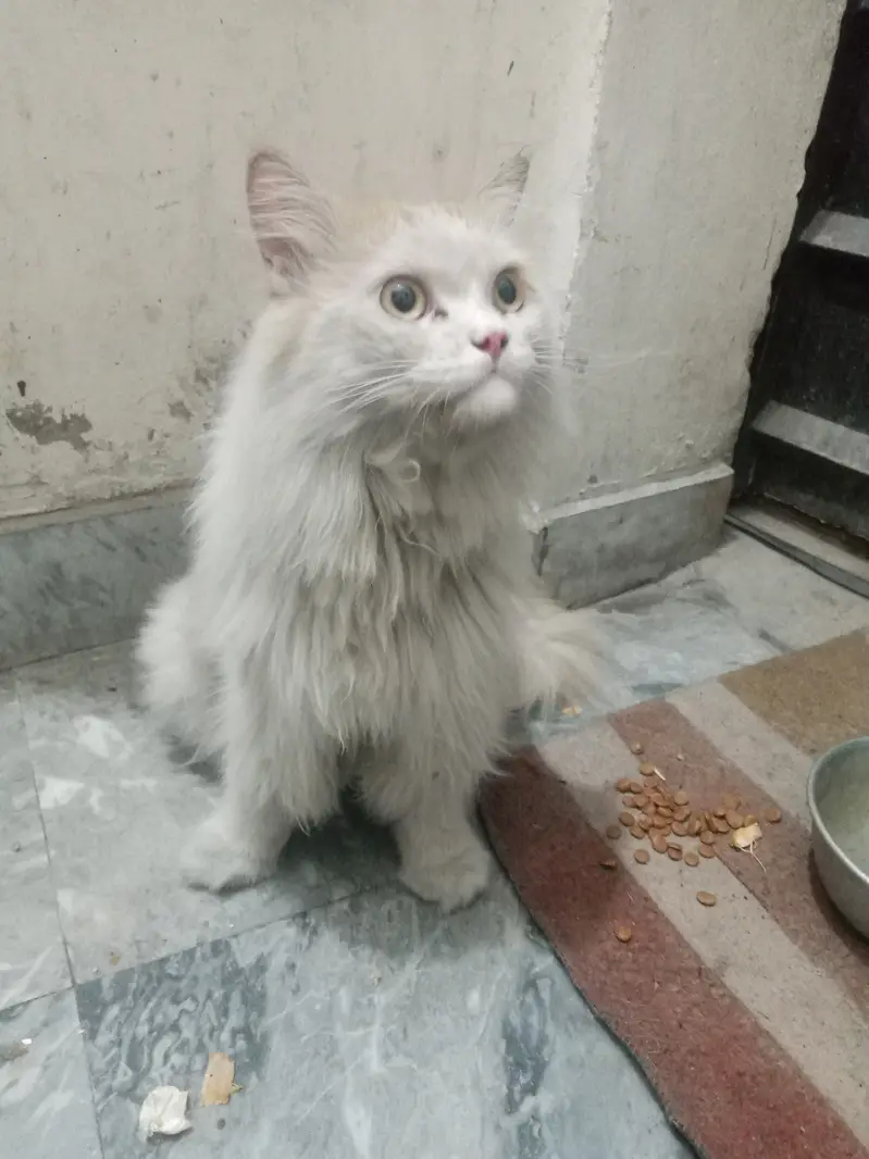 Female cat — photo 2