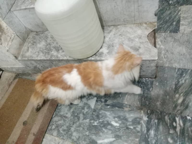 Female cat 2