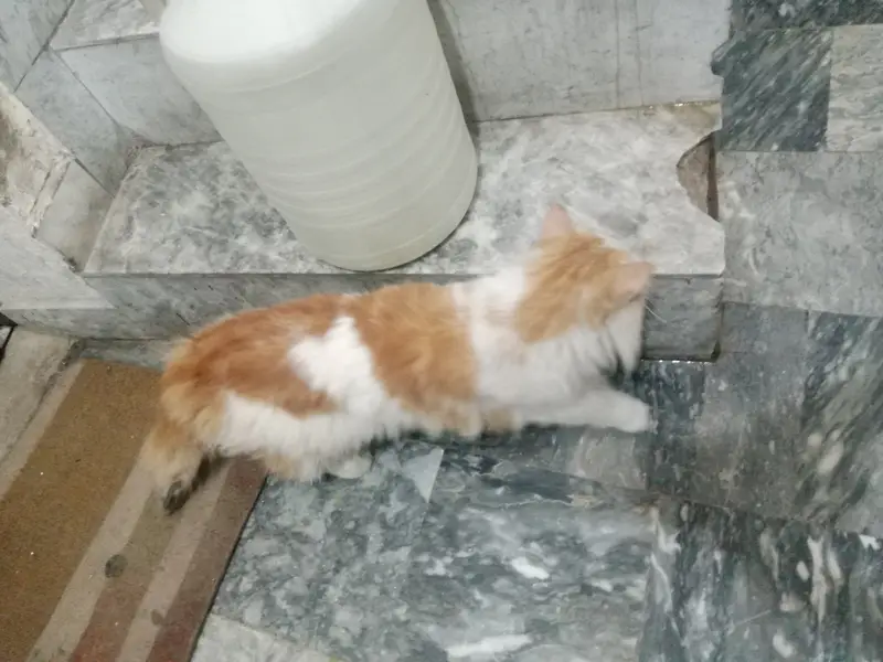 Female cat — photo 3