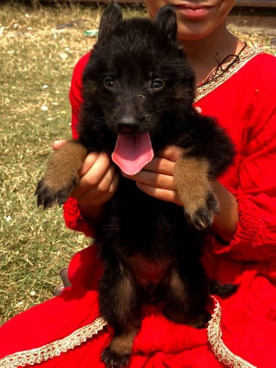 German shepherd puppy available