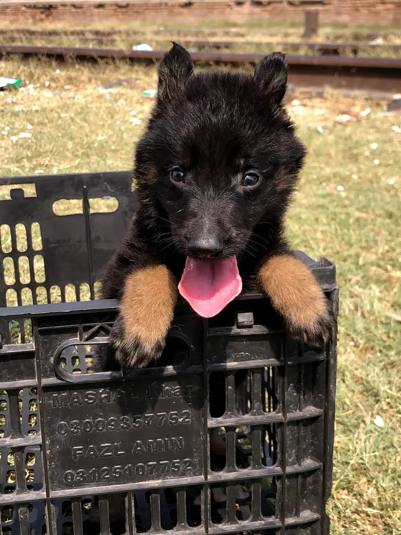 German shepherd puppy available — photo 2