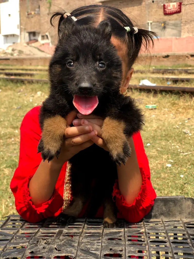 German shepherd puppy available — photo 4