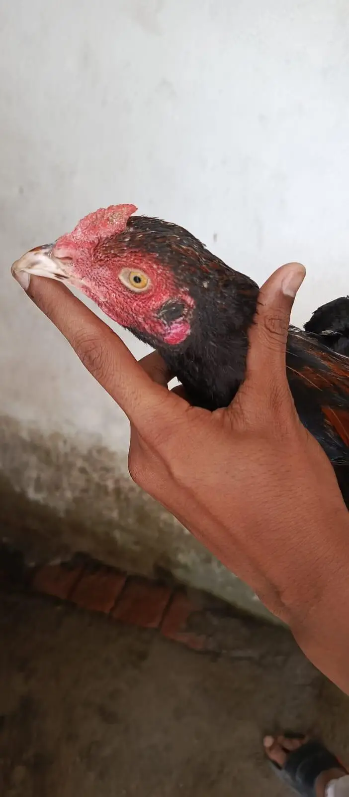 aseel Thai 5 month chick — photo 2