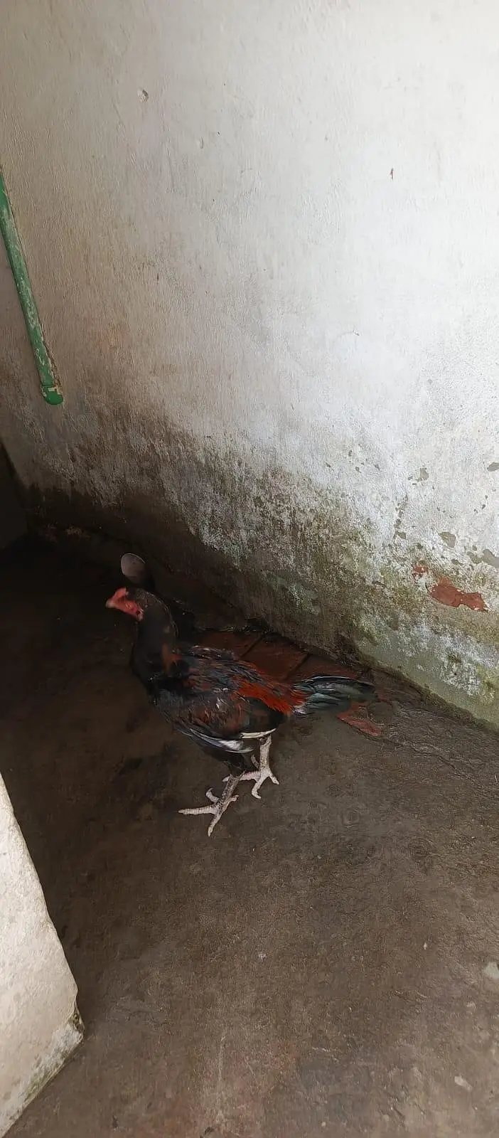 aseel Thai 5 month chick — photo 3