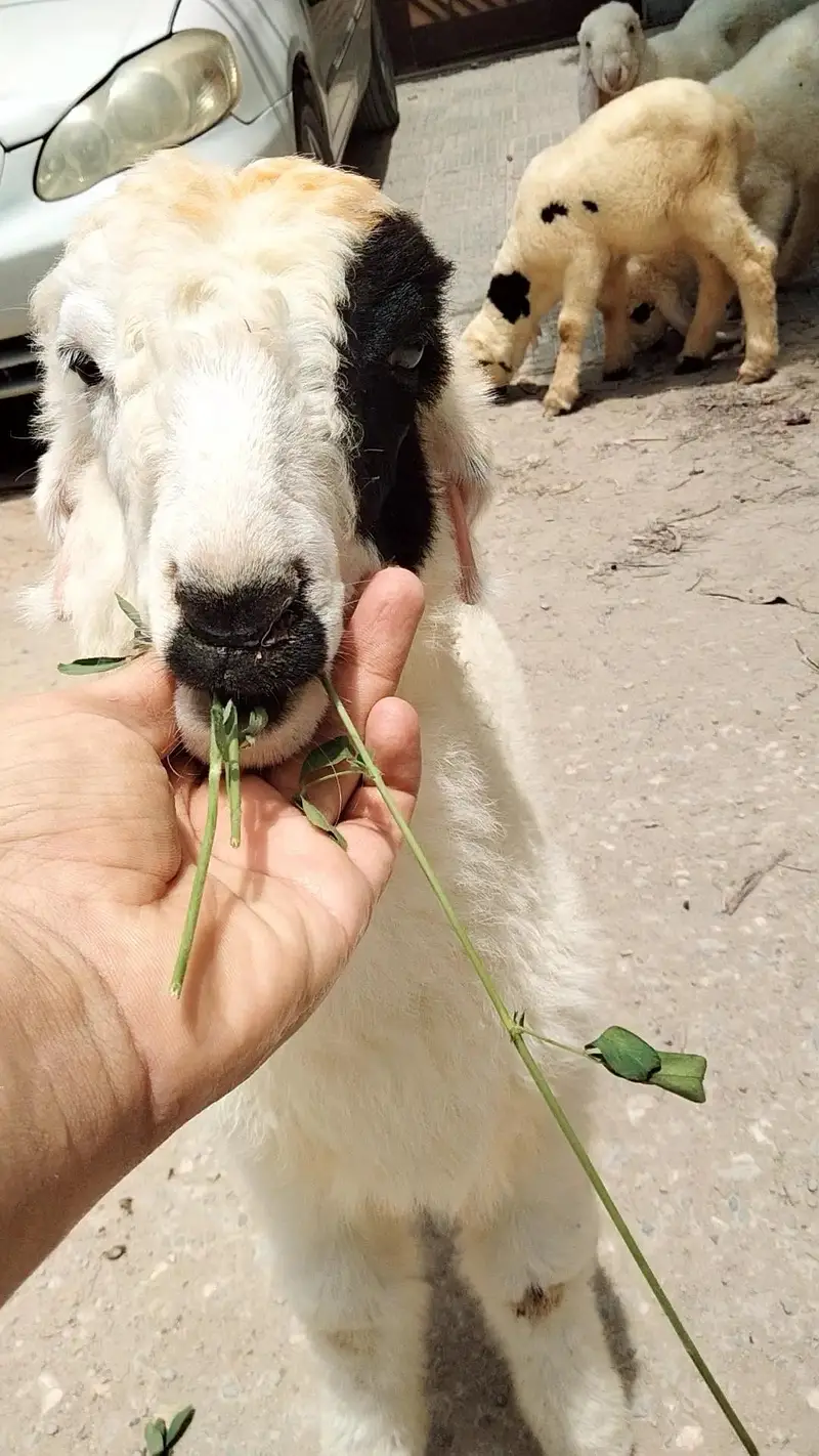 dumba bakra sheep khara gulabi goat kajla mundra murga hen chicks — photo 2