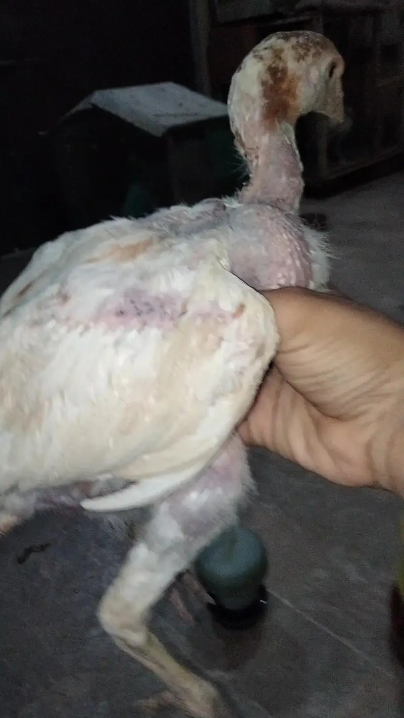 dumba bakra sheep khara gulabi goat kajla mundra murga hen chicks — photo 3