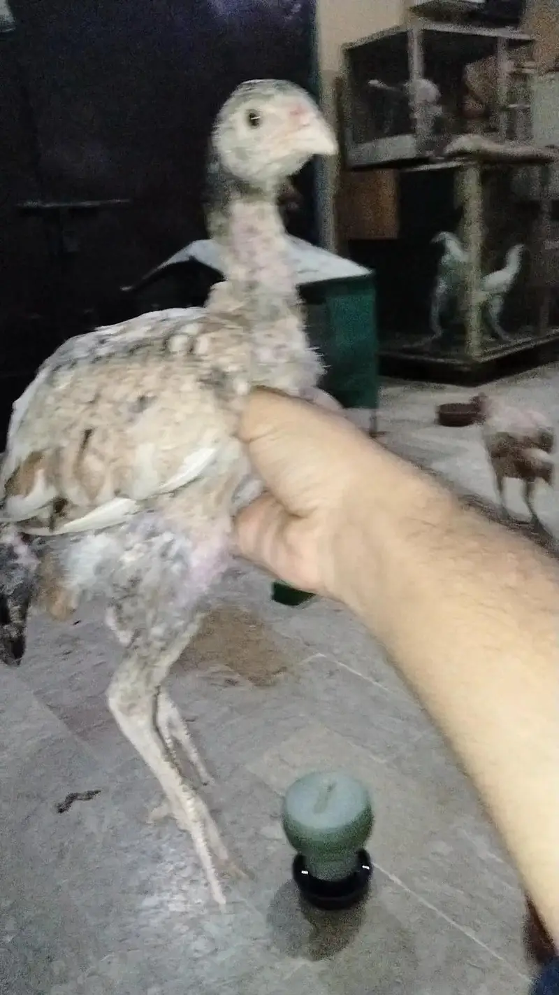 dumba bakra sheep khara gulabi goat kajla mundra murga hen chicks — photo 4