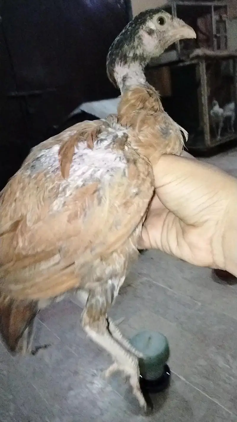 dumba bakra sheep khara gulabi goat kajla mundra murga hen chicks — photo 5