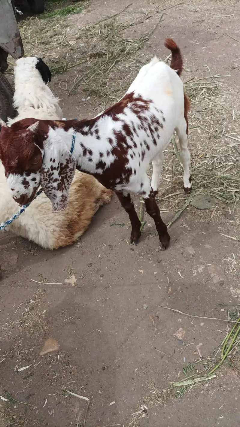dumba bakra sheep khara gulabi goat kajla mundra murga hen chicks — photo 10
