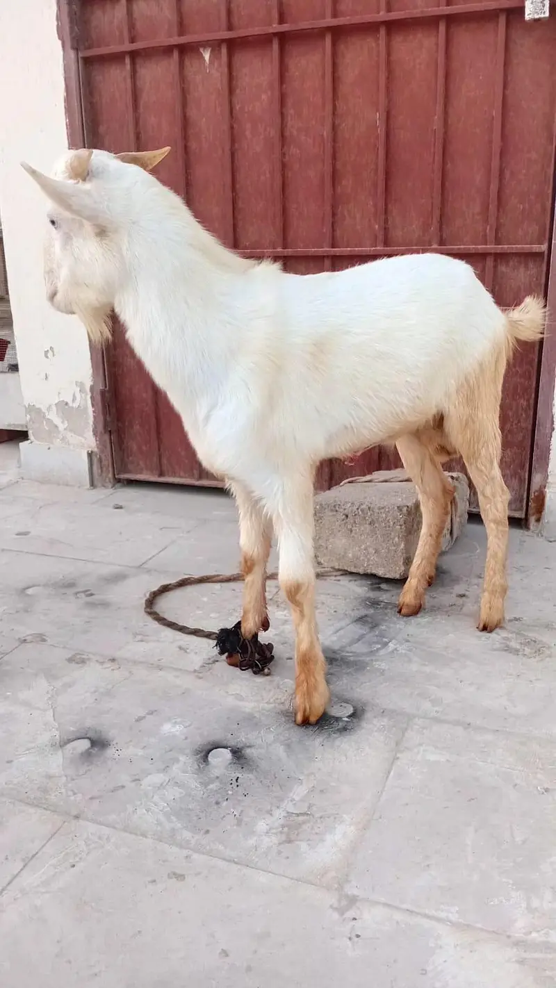 dumba bakra sheep khara gulabi goat kajla mundra murga hen chicks — photo 11