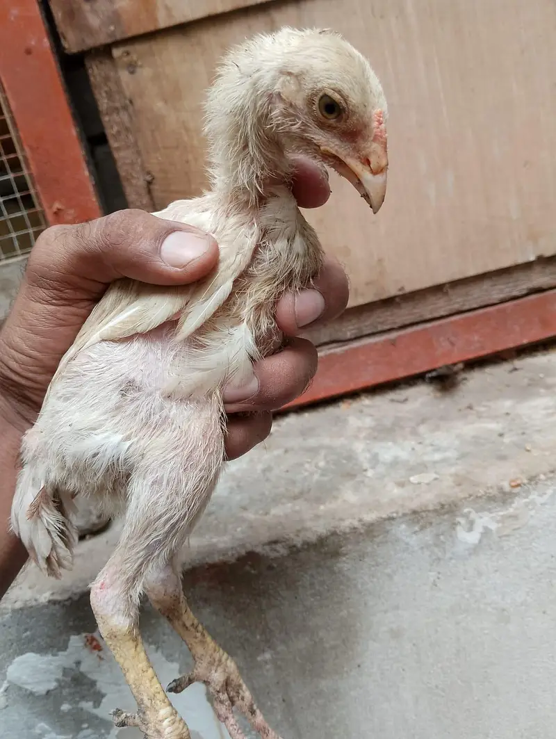 dumba bakra sheep khara gulabi goat kajla mundra murga hen chicks — photo 12